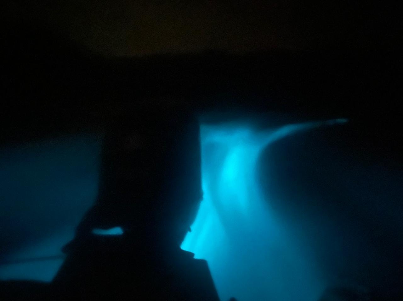 BIOLUMINESCENCE TOUR