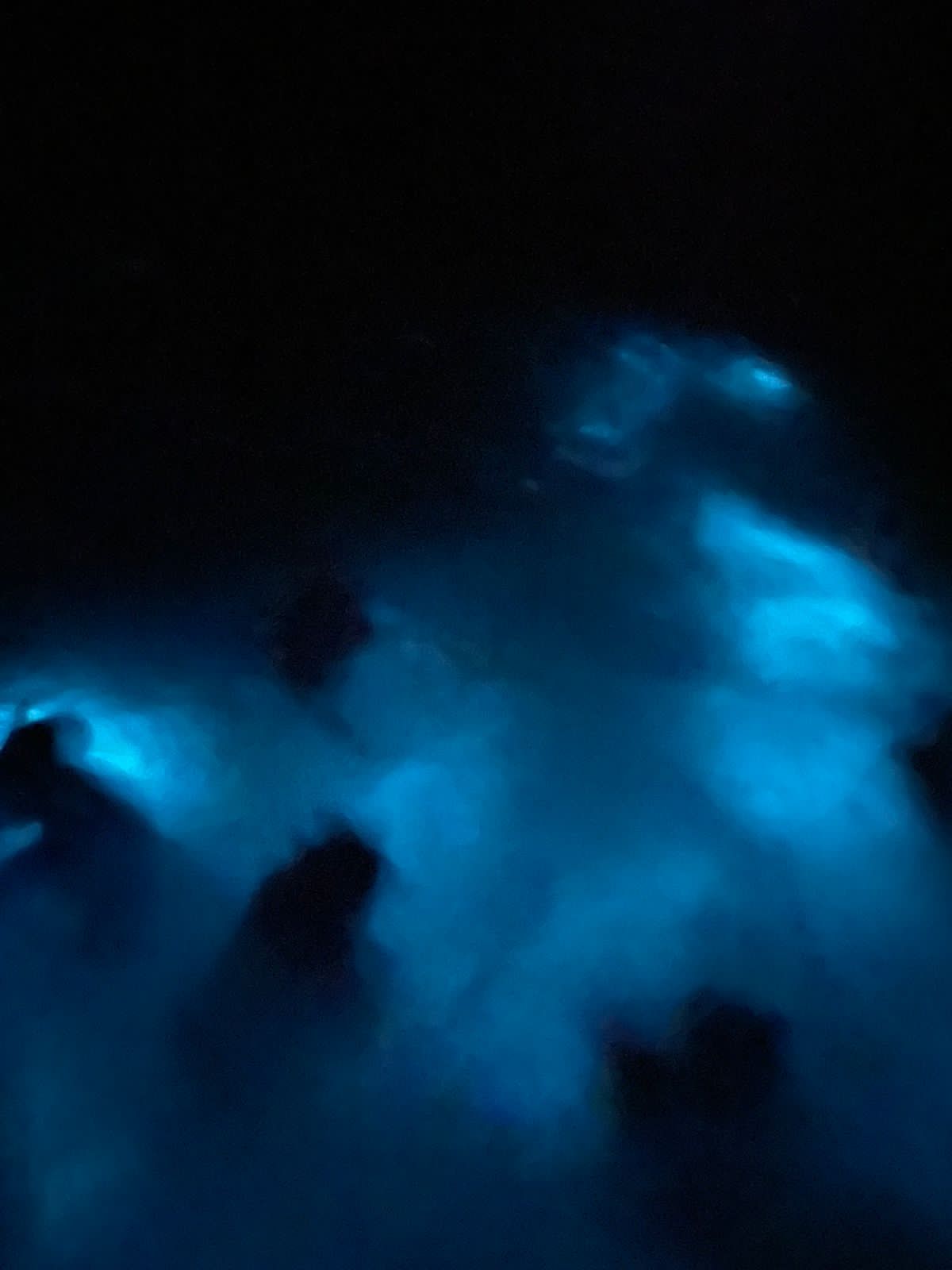 BIOLUMINESCENCE TOUR