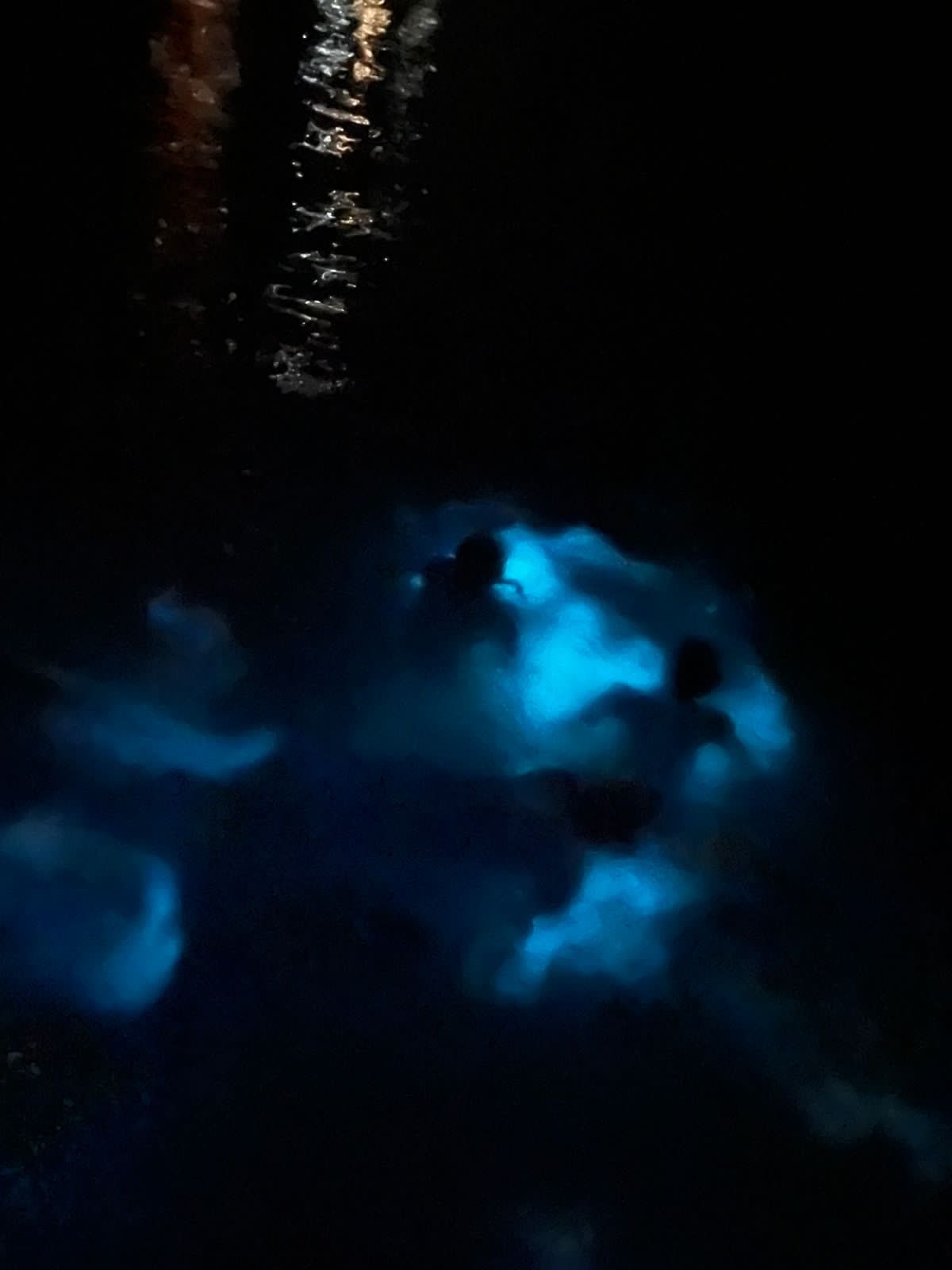 BIOLUMINESCENCE TOUR