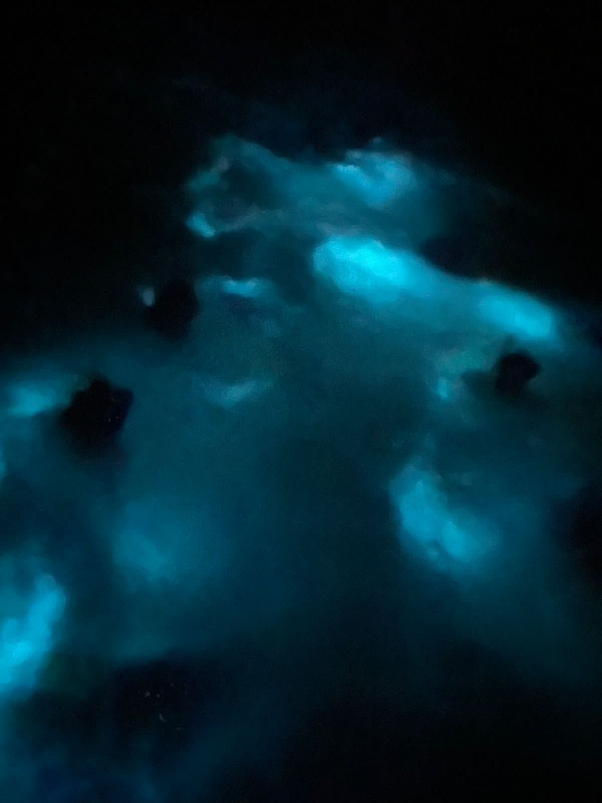 BIOLUMINESCENCE TOUR