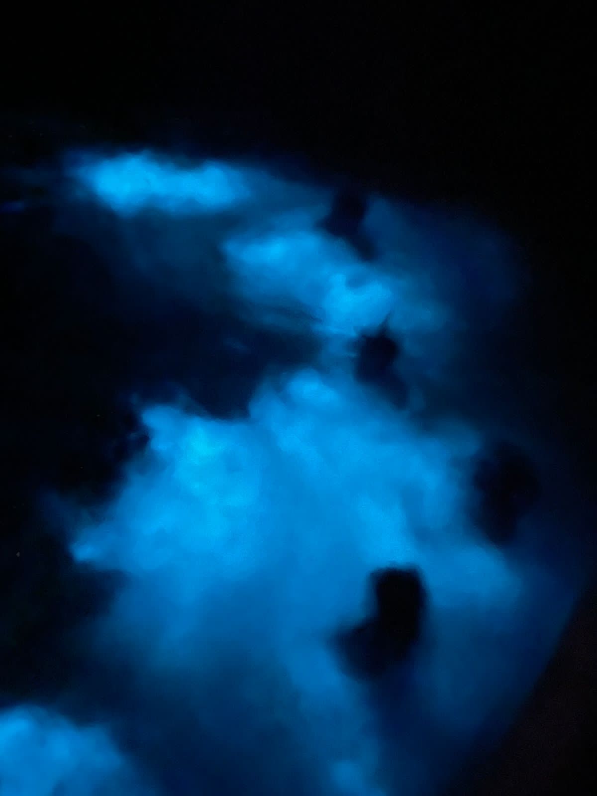 BIOLUMINESCENCE TOUR