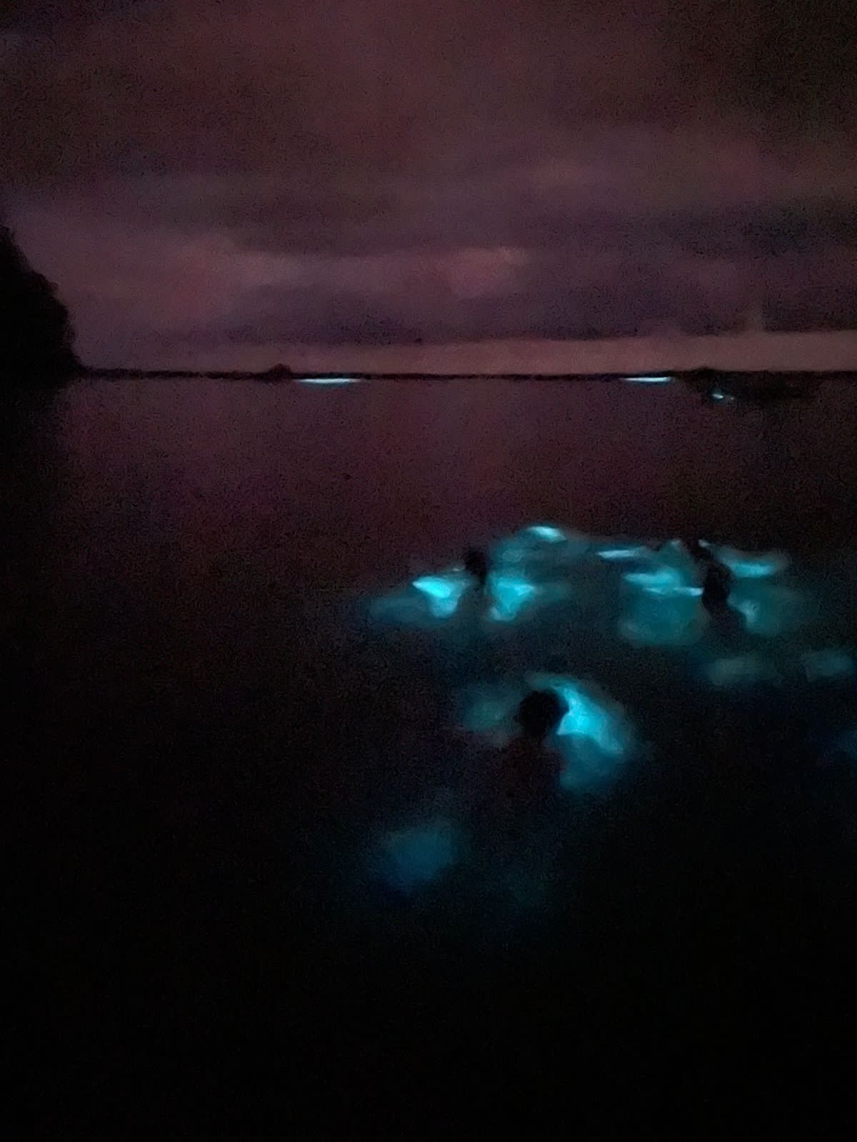 BIOLUMINESCENCE TOUR