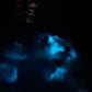 TOUR DE BIOLUMINISCENCIA 