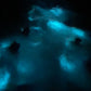 TOUR DE BIOLUMINISCENCIA 