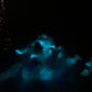 TOUR DE BIOLUMINISCENCIA 