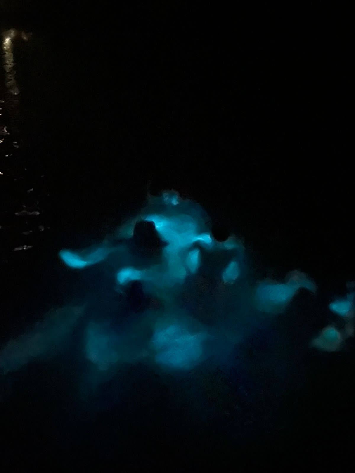 TOUR DE BIOLUMINISCENCIA 