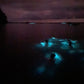 TOUR DE BIOLUMINISCENCIA 
