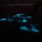 TOUR DE BIOLUMINISCENCIA 