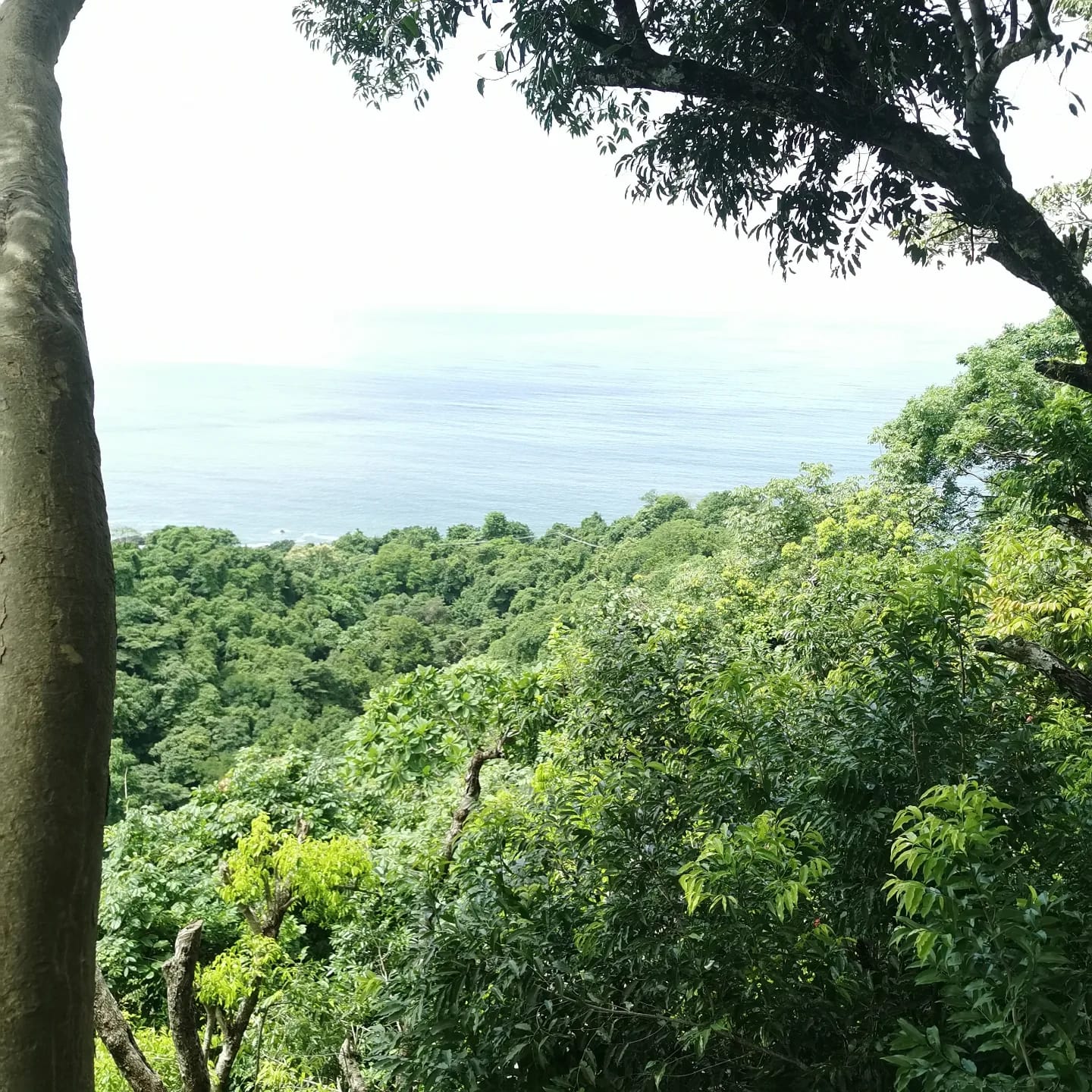 MONTEZUMA CANOPY TOUR